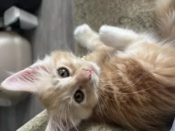 M.O 様のお迎えした子猫