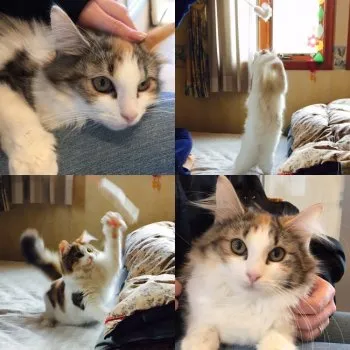 サキ 様のお迎えした子猫