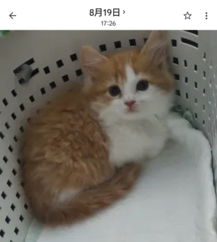 K.T 様のお迎えした子猫