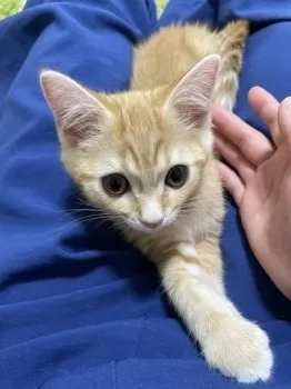 R.O 様のお迎えした子猫