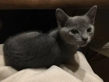 ごまる 様のお迎えした子猫