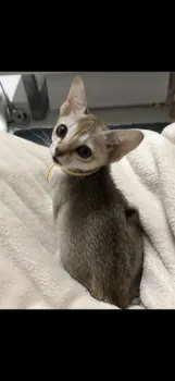 A.I 様のお迎えした子猫