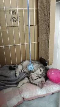 R.K 様のお迎えした子猫