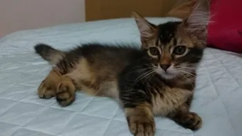 ろどすた 様のお迎えした子猫