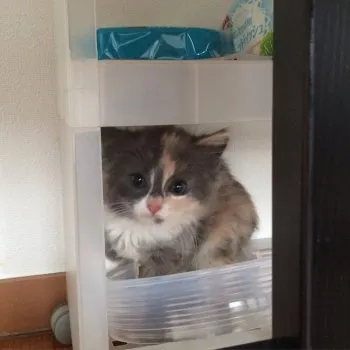 まりも 様のお迎えした子猫