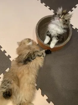 Kotoまま 様のお迎えした子猫