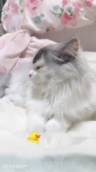 rin 様のお迎えした子猫