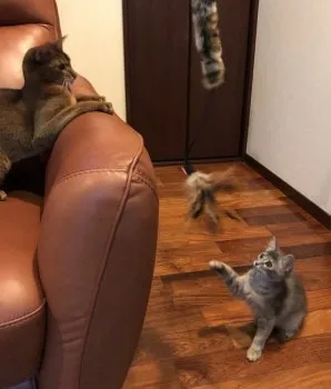 あお 様のお迎えした子猫