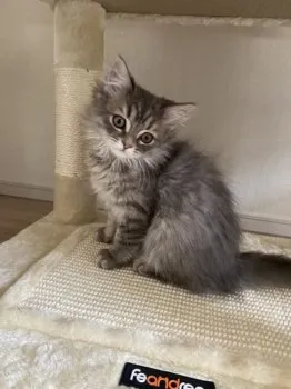 M.H 様のお迎えした子猫