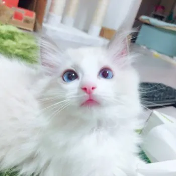 くぅ 様のお迎えした子猫