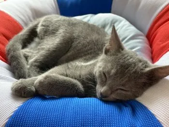 まい 様のお迎えした子猫