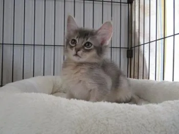ｋ 様のお迎えした子猫