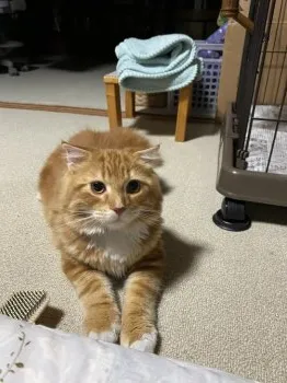 トマトねこ 様のお迎えした子猫