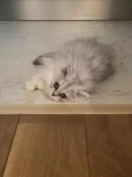 Y.K 様のお迎えした子猫