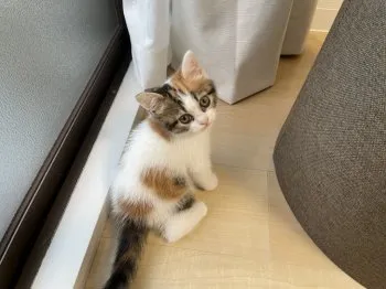 るる 様のお迎えした子猫