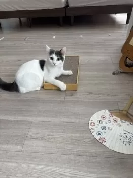 C.U 様のお迎えした子猫