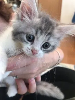 浜地 様のお迎えした子猫