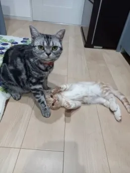わかねこ 様のお迎えした子猫
