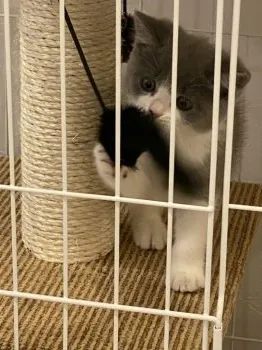 R.O 様のお迎えした子猫