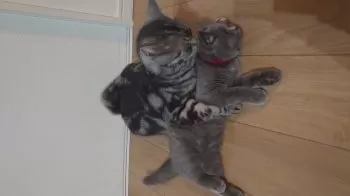 Qoo 様のお迎えした子猫