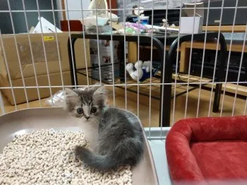 下田 様のお迎えした子猫