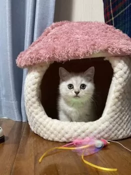 ママン 様のお迎えした子猫