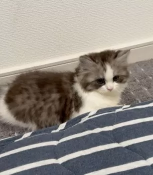 S.M 様のお迎えした子猫