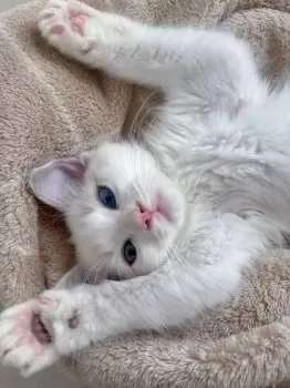 りさ 様のお迎えした子猫