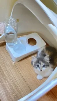 S.Y 様のお迎えした子猫