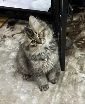 C.K 様のお迎えした子猫