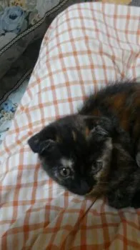 いちご 様のお迎えした子猫