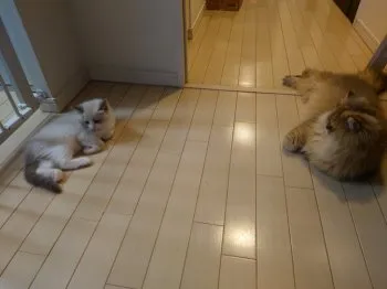 H.K 様のお迎えした子猫