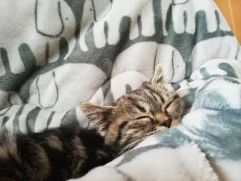 N.T 様のお迎えした子猫