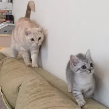 とも 様のお迎えした子猫