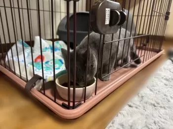 るあれ 様のお迎えした子猫