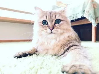 くわはらさんち 様のお迎えした子猫