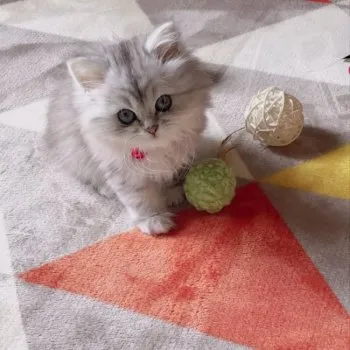 S 様のお迎えした子猫