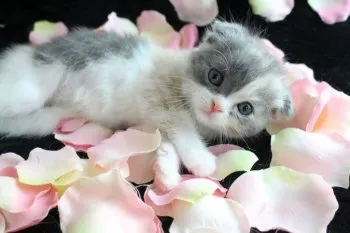 モコ 様のお迎えした子猫