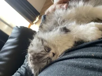 しも 様のお迎えした子猫