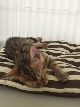 なっつんママ 様のお迎えした子猫