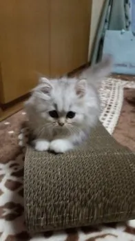 モモママ 様のお迎えした子猫