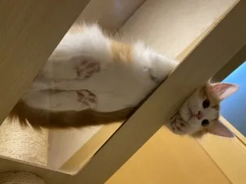 たまご 様のお迎えした子猫