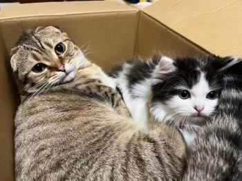 K.S 様のお迎えした子猫