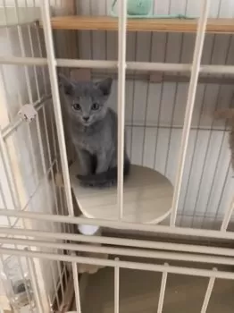 Y.K 様のお迎えした子猫