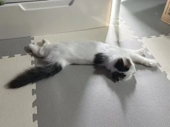 M.O 様のお迎えした子猫