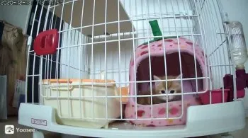 きなこパパ 様のお迎えした子猫