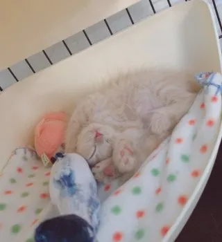 miwa 様のお迎えした子猫