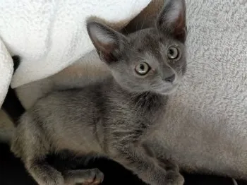 ハマチ 様のお迎えした子猫