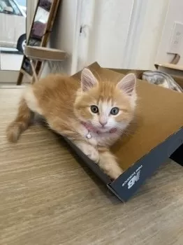 みさみさ 様のお迎えした子猫