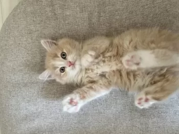 R.M 様のお迎えした子猫